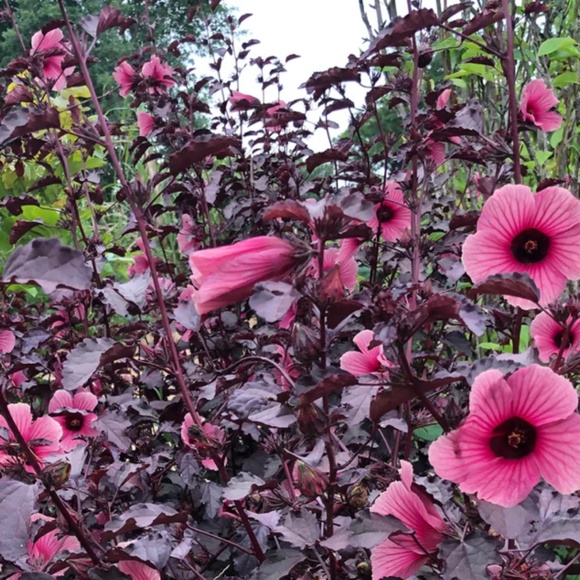Cranberry Hibiscus Acetosella - Picture 1 of 7